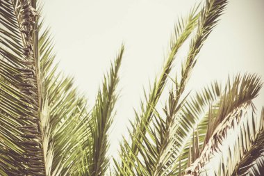 Mavi gökyüzü yaz arka plan üzerinde Palmiye ağaçları