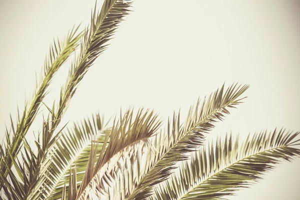 Mavi gökyüzü yaz arka plan üzerinde Palmiye ağaçları