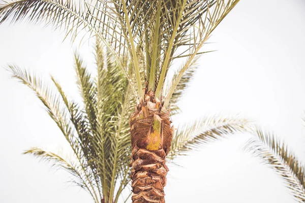 Palmové Stromy Modrém Nebeském Letním Pozadí — Stock fotografie