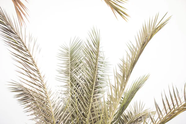 Palm Bomen Blauwe Hemel Zomer Achtergrond — Stockfoto