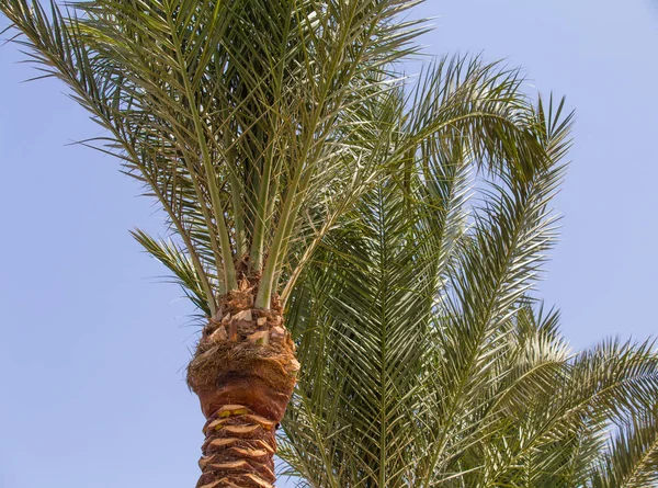 Palmeras Sobre Fondo Azul Cielo Verano — Foto de Stock