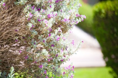 Egzotik tropikal çiçekler yaz arka plan