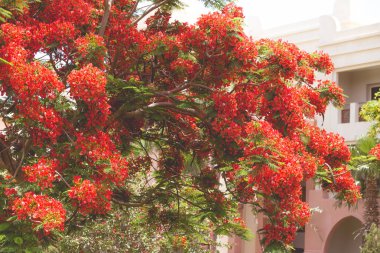 Egzotik tropikal çiçekler yaz arka plan