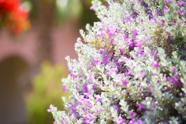 Egzotik tropikal çiçekler yaz arka plan