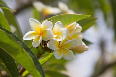 Egzotik tropikal çiçekler yaz arka plan