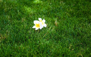 Egzotik tropikal çiçekler yaz arka plan