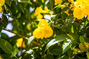 Egzotik tropikal çiçekler yaz arka plan