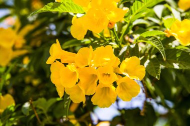 Egzotik tropikal çiçekler yaz arka plan