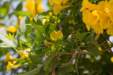 Egzotik tropikal çiçekler yaz arka plan