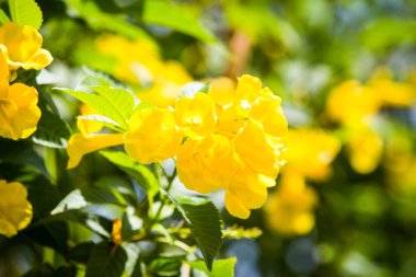 Egzotik tropikal çiçekler yaz arka plan