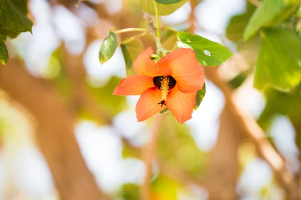 Exotiska Tropiska Blommor Sommar Bakgrund — Stockfoto