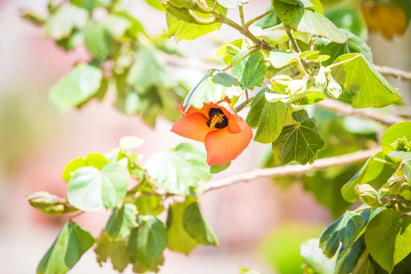 Exotiska Tropiska Blommor Sommar Bakgrund — Stockfoto