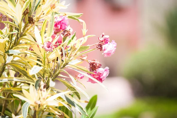 Экзотические Тропические Цветы Летний Фон — стоковое фото