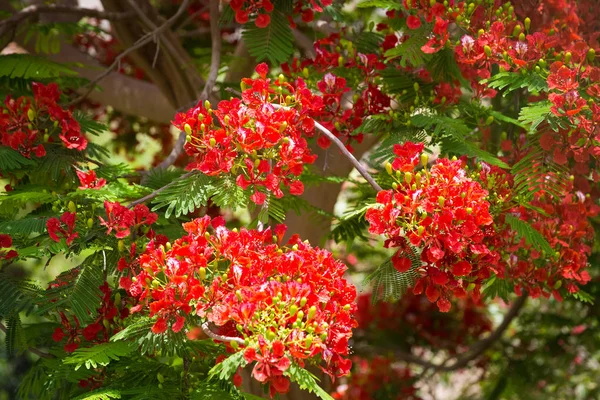 Exóticas Flores Tropicales Fondo Verano — Foto de Stock