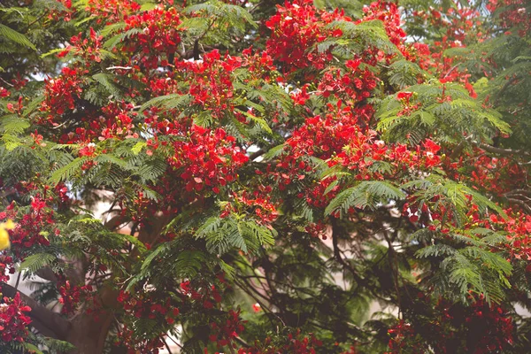 Exotiska Tropiska Blommor Sommar Bakgrund — Stockfoto