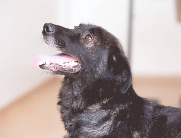 Adoptado Perro Negro Refugio — Foto de Stock