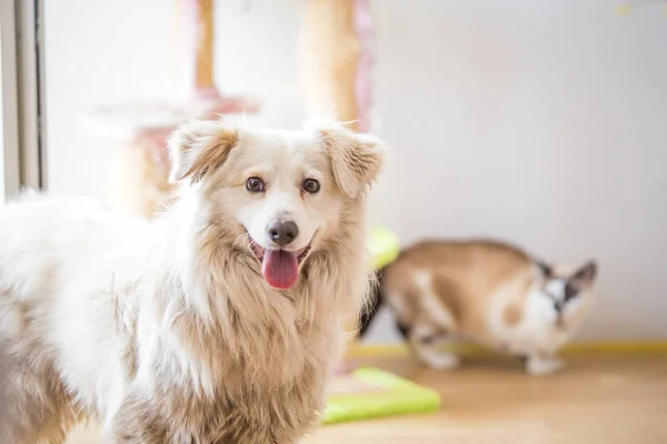 Blanco Adoptado Perro Reunión Gato — Foto de Stock