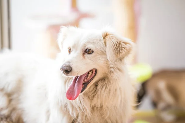 Beyaz köpekli kedi buluşması 