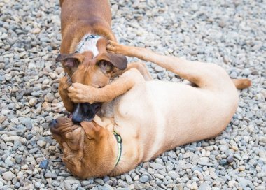 Köpekler yaz aylarında dışarıda oynuyor