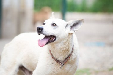 Yaşlı beyaz sokak köpeği evlat edinildi