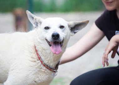 Yaşlı beyaz sokak köpeği evlat edinildi