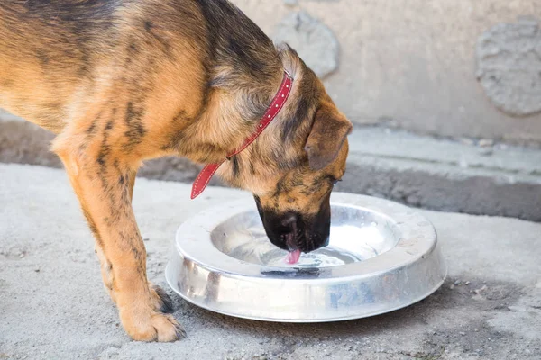 thirsty dog on a hot summer day