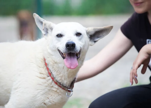 Old white stray dog adopted