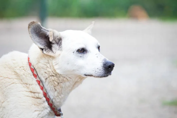 Viejo Perro Callejero Blanco Adoptado — Foto de Stock