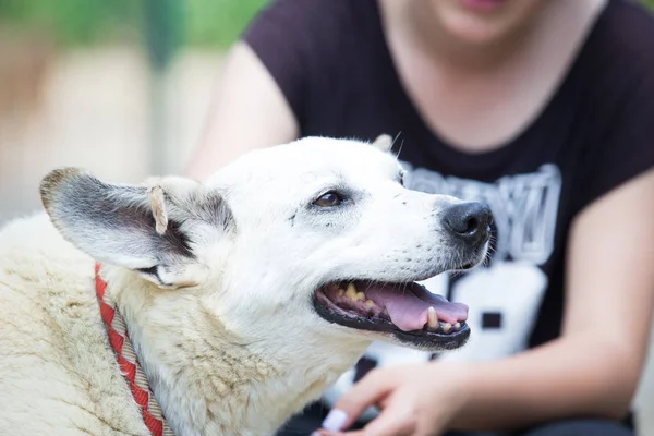 Old white stray dog adopted