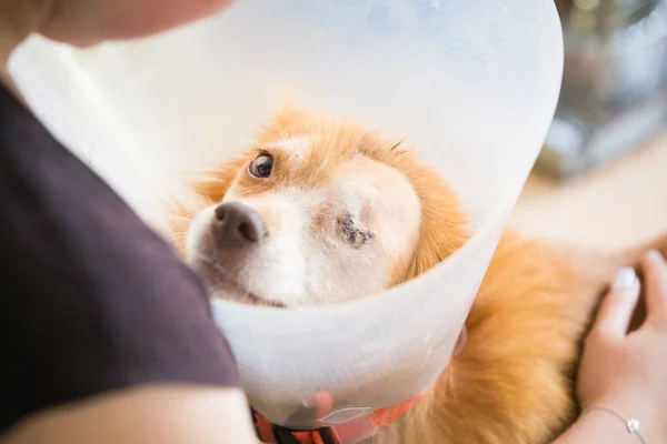 Tek gözlü sokak köpeği. Hayvan istismarı