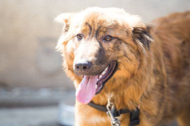 Utangaç bir köpeği eğitilisin. Eğitim koşum hiçbir çekme