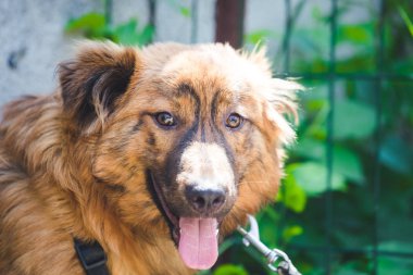 Utangaç bir köpeği eğitilisin. Eğitim koşum hiçbir çekme