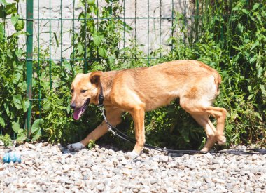 Utangaç bir köpeği eğitilisin. Eğitim koşum hiçbir çekme
