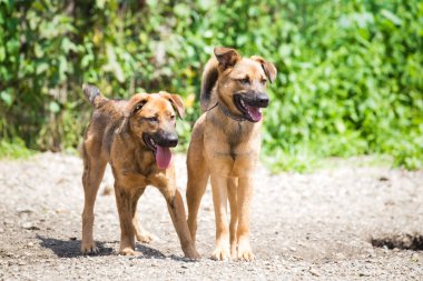 Utangaç bir köpeği eğitilisin. Eğitim koşum hiçbir çekme