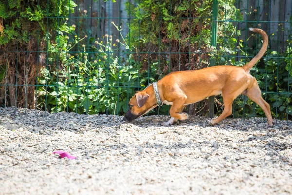 Ausbildung Eines Schüchternen Hundes Trainingsgeschirr Ohne Zugkraft — Stockfoto