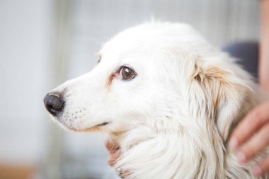 Korkmuş beyaz köpek. Bir evcil hayvan evlat edinin 