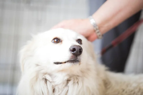 Scared white dog .Adopt a pet