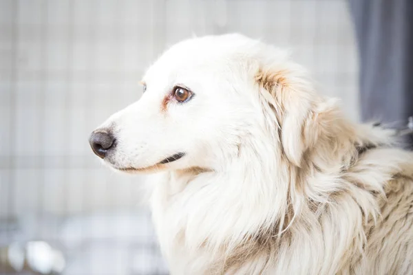 Asustado Perro Blanco Adopt Una Mascota — Foto de Stock