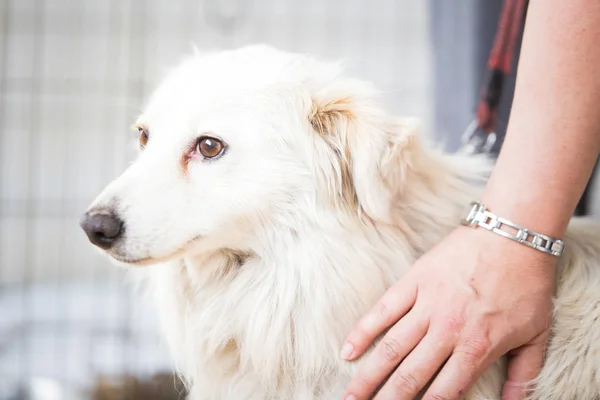 Scared white dog .Adopt a pet