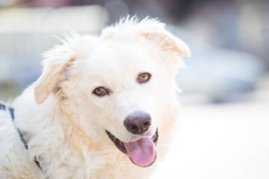 Beyaz evlatedinilmiş bir köpeği eğitmek