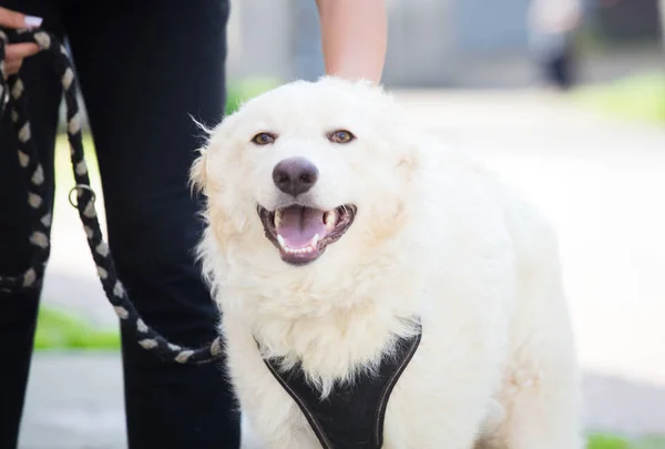 Beyaz Evlatedinilmiş Bir Köpeği Eğitmek — Stok fotoğraf