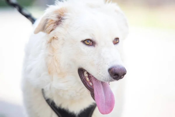 Entrenar Perro Blanco Adoptado — Foto de Stock