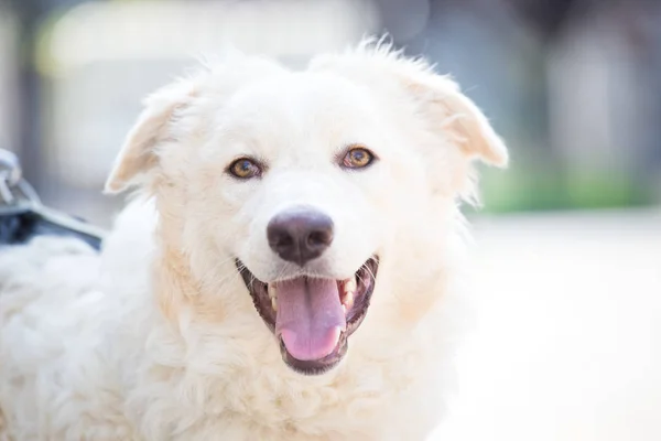 Entrenar Perro Blanco Adoptado — Foto de Stock