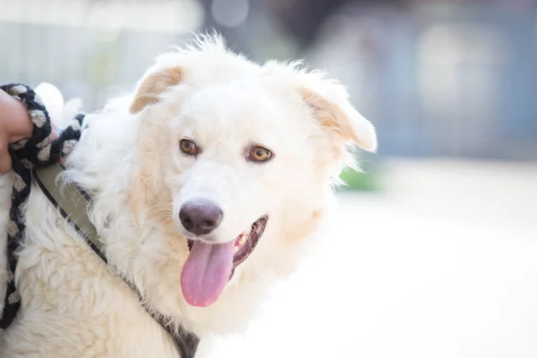 Training a white adopted dog