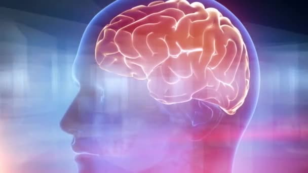 Медицинское Образование Области Мозга Человека — стоковое видео