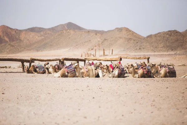 骆驼坐在贝都因人村庄 — 图库照片