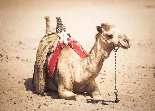 Верблюды Сидят Бедуинской Деревне — стоковое фото
