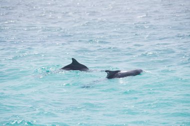 Vahşi yunuslar ile mavi deniz suyu 