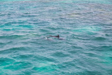 Vahşi yunuslar ile mavi deniz suyu 