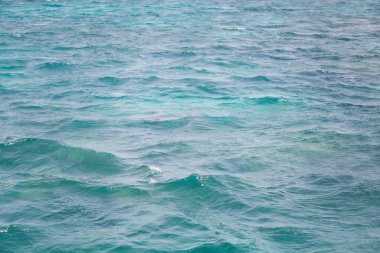 Vahşi yunuslar ile mavi deniz suyu 